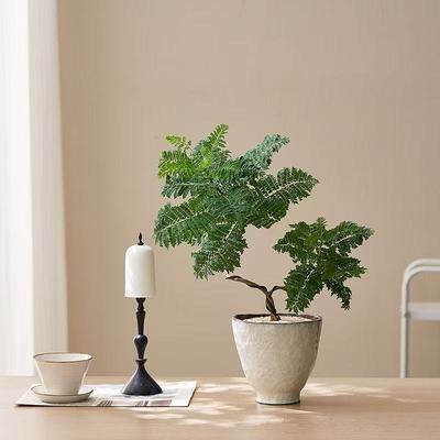 造型双株蓝花楹植物净化空气绿植