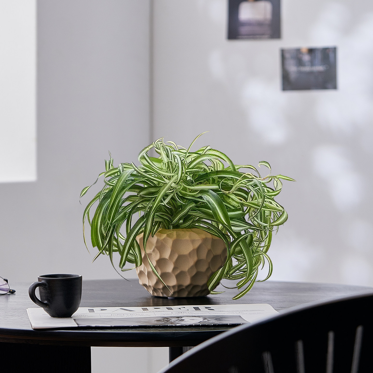 金心卷叶吊兰盆栽办公室内绿植四季常青植物净化空气新手懒人好养