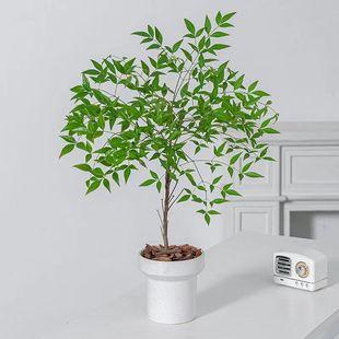 北欧轻奢风造型高山榕绿植盆栽办公室内绿植盆栽净化空气除甲醛