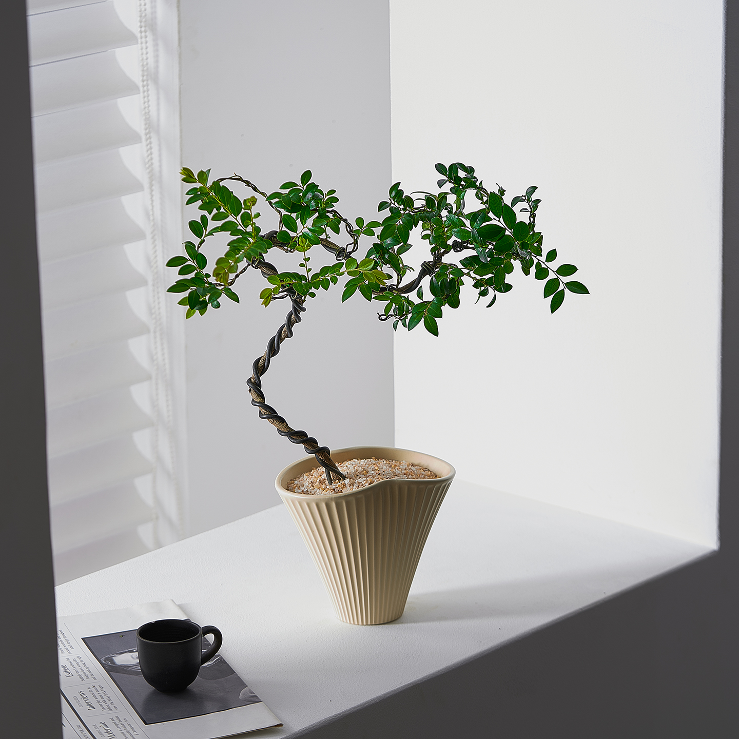 造型黑骨茶植物室内好养净化空气