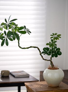 造型鸭脚木北欧简约风格盆栽四季常绿观叶植物阳台客厅净化空气