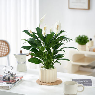 白掌一帆风顺INS小清新室内客厅绿植办公室桌面盆栽植物净化空气