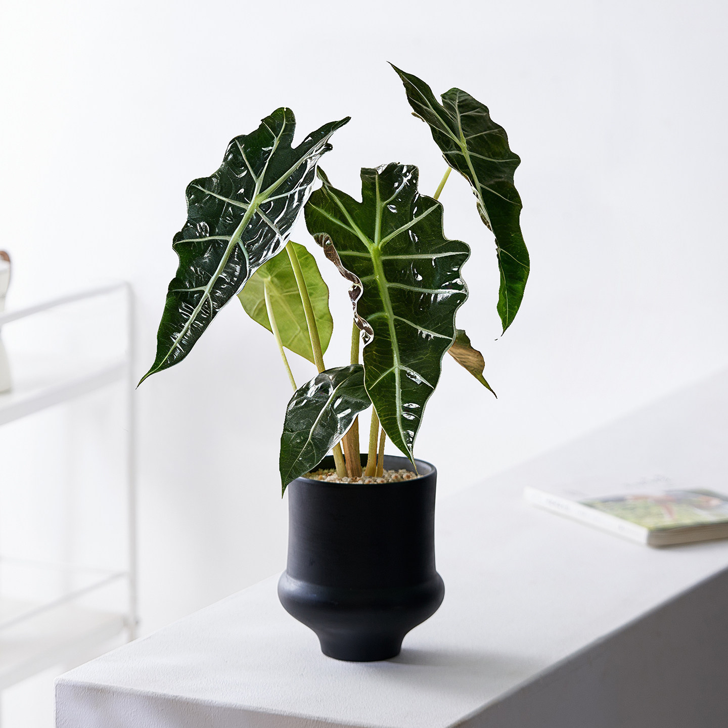 大仙女海芋网红绿植趣味新手好养办公室内桌面植物净化空气盆栽,鲜花速递/花卉仿真/绿植园艺,绿植,淘宝优惠券,粉丝福利购,淘宝优惠卷