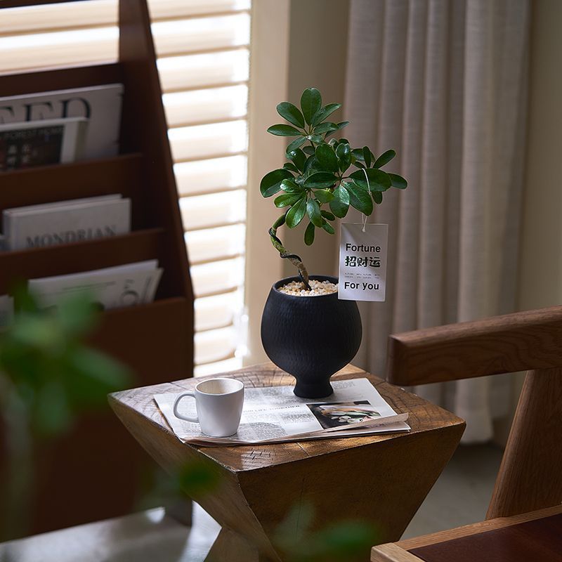 造型鸭脚木绿植盆栽室内净化空气