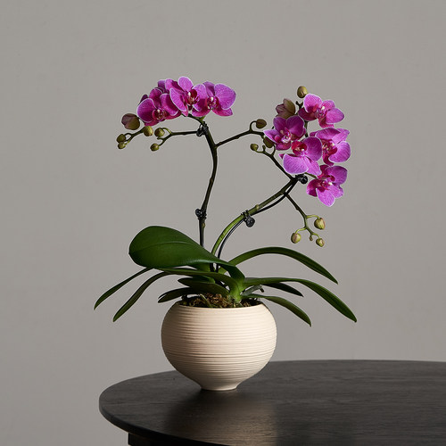 海洋之星蝴蝶兰桌面年宵花卉装饰