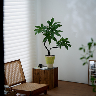 中古侘寂风造型双株黑骨发财树植物室内装饰好养盆栽净化空气绿植