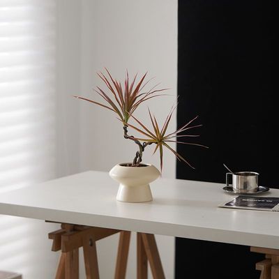 双株造型千年木植物室内净化空气