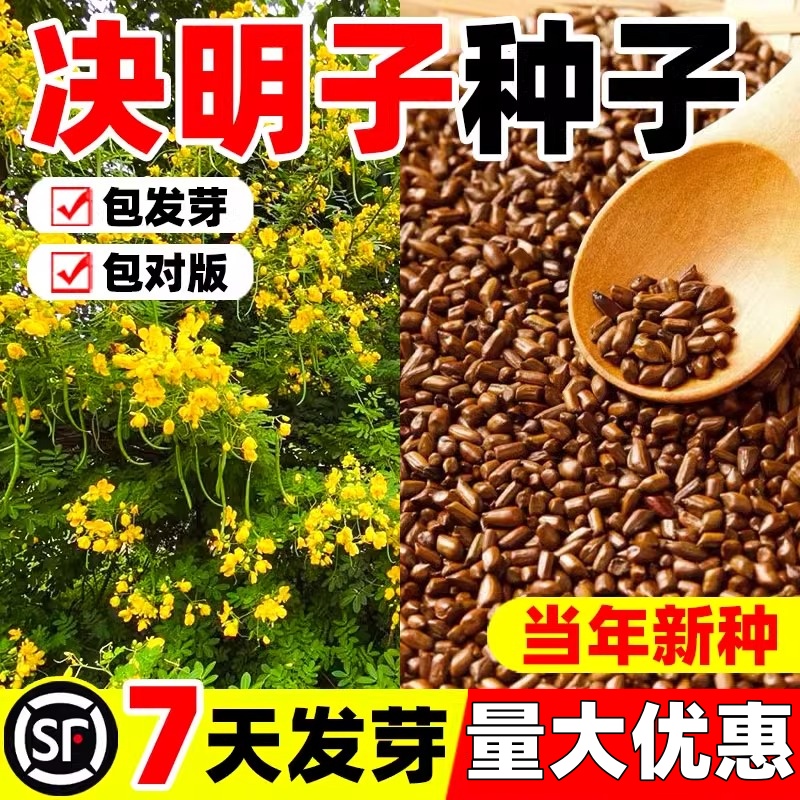 决明子种子护坡固土植物灌木草种籽枣林景观绿化边坡高速草籽