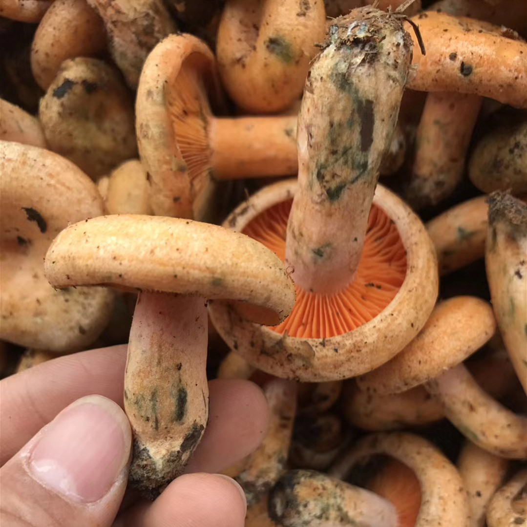 野生菌松树菌枞树菌寒菌松乳菇鲜