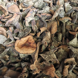 谷熟菌干货云南素食野生干枞菌铜绿菌松乳菇寒菌雁来蕈重阳菌500g