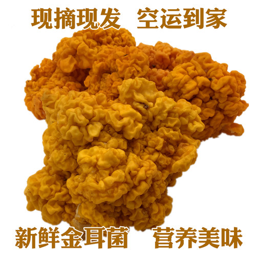 菌包黄金耳脑耳云南特产黄木耳非干货500g银耳皂角米伴侣新鲜金耳