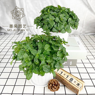 食用薄荷盆栽厨房香草植物提神调酒办公室绿植香薄荷留兰香檬薄荷