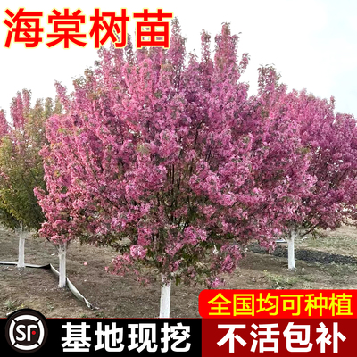 西府海棠树苗庭院耐寒植物室外地栽南北种植北美垂丝海棠盆栽花卉