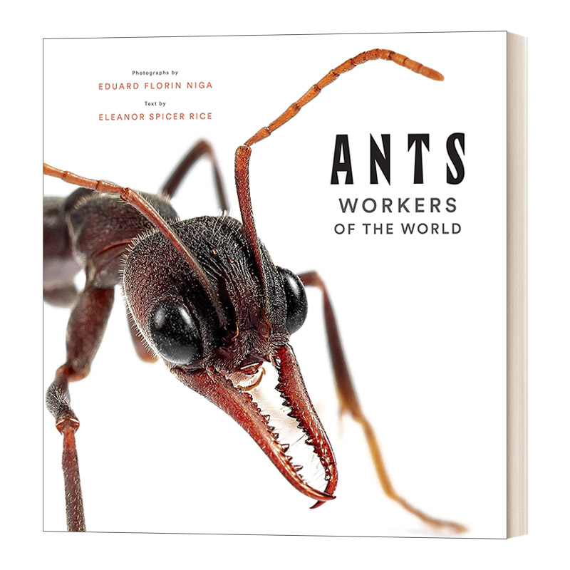 英文原版 Ants Workers of the World 蚂蚁 世界工人 科普启蒙艺术精装画册 英文版 进口英语原版书籍
