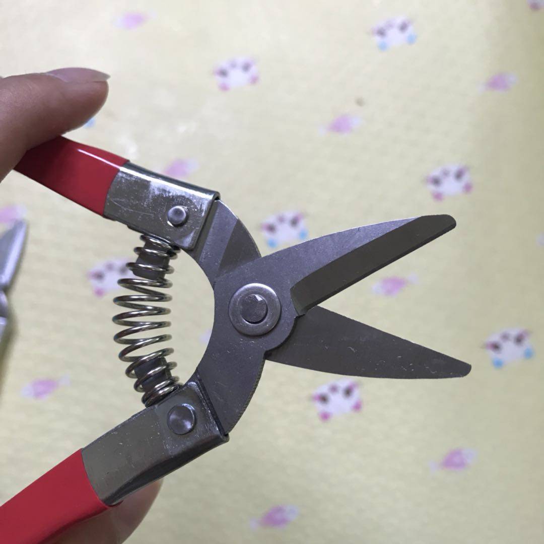 包邮不锈钢摘果剪柑橘剪圆头剪柑桔剪果子剪平头直头水果采摘剪刀