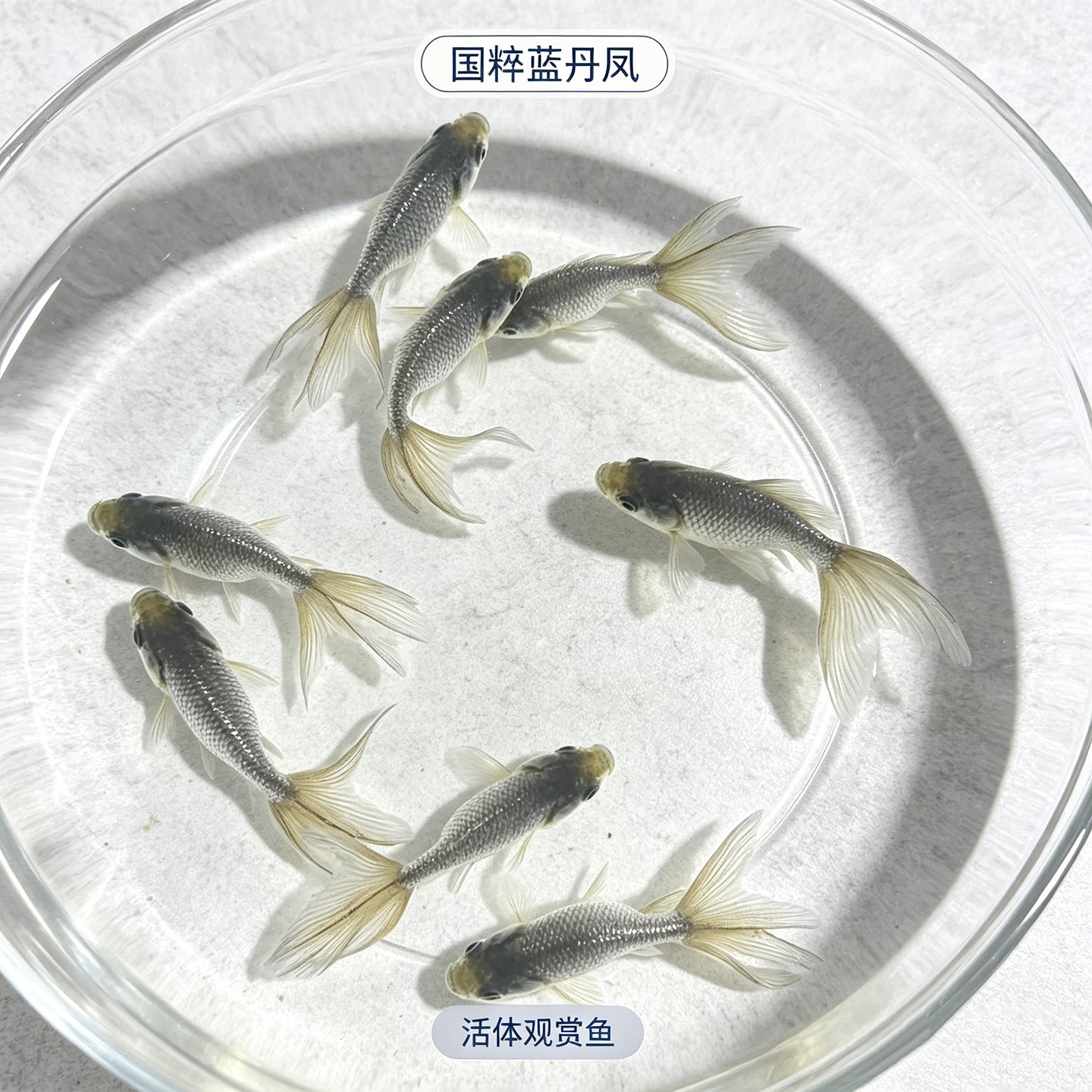 传统金鱼 蓝丹凤 国粹金鱼 冷水鱼淡水鱼观赏鱼 好养易活包邮到家