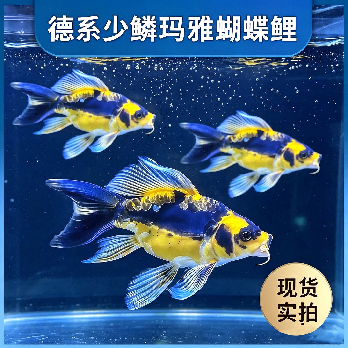 德系玛雅蝴蝶鲤 大酋长 短身 长尾短尾 锦鲤 冷水淡水 观赏鱼好养