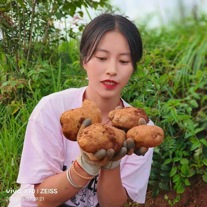 25威宁正宗老洋芋发芽土豆马铃薯贵州洋芋黄皮黄心红皮白心老洋芋