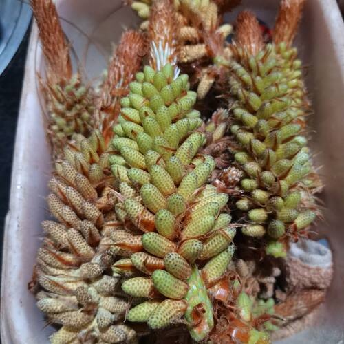 贵州高山野生松花粉新鲜现采未开放马尾松树花花朵500克松黄松球