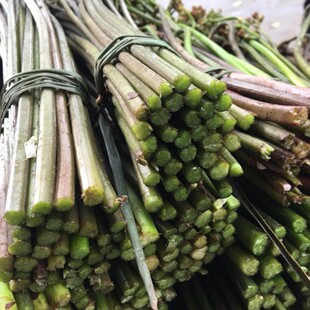 山野生新鲜蕨菜2026年新货龙爪菜高山野菜猫爪菜下饭菜山菜蔬菜