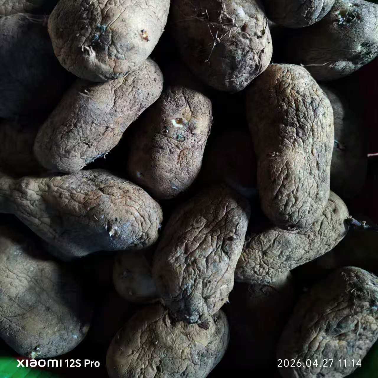 威宁洋芋2025年老洋芋白皮红皮白心土豆老干巴洋芋发芽黄心洋芋