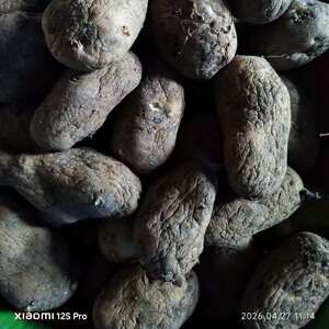 威宁洋芋2025年老洋芋白皮红皮白心土豆老干巴洋芋发芽黄心洋芋