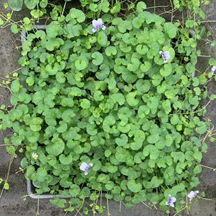 熊猫堇盆栽花卉多年生草本花园石缝庭院地被植物宿根耐热花苗