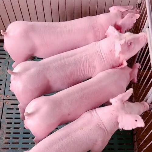原种大白母猪长白种公猪母猪育肥大约克母猪种公猪