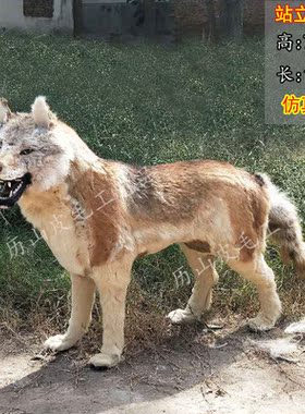 仿真狼标本影视假狼道具仿真狼摆件1比1狼工艺品展馆大型仿真狼