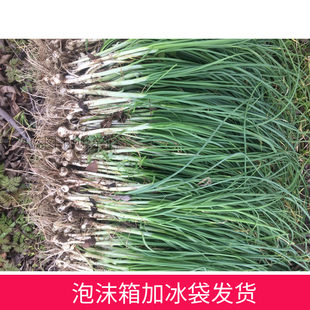 新鲜野葱野蒜小根蒜野胡葱薤白香葱野菜一斤现挖现卖绿色食品包邮
