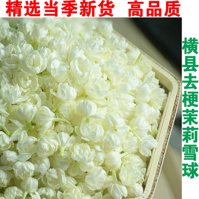 茉莉花茶干花雪球花苞浓香型广西横县官方旗舰店非特级2023新飘雪