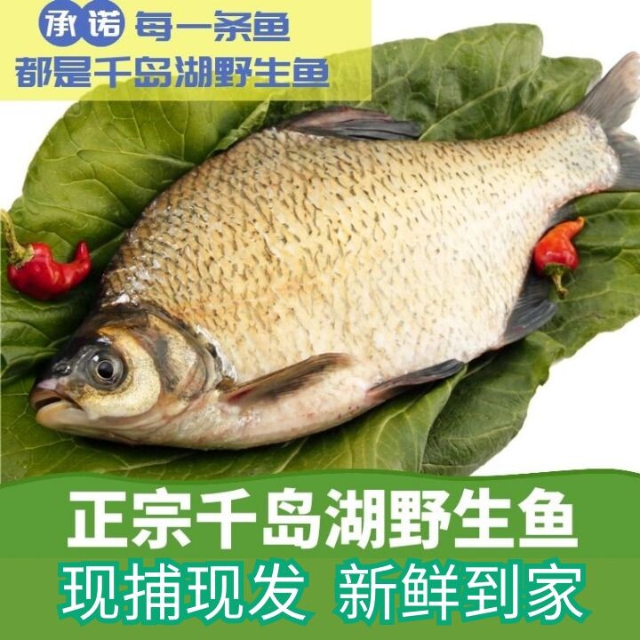 千岛湖鳊鱼淡水鳊鱼三角鲂团头鲂武昌鱼活鱼现杀鲜活水产500g
