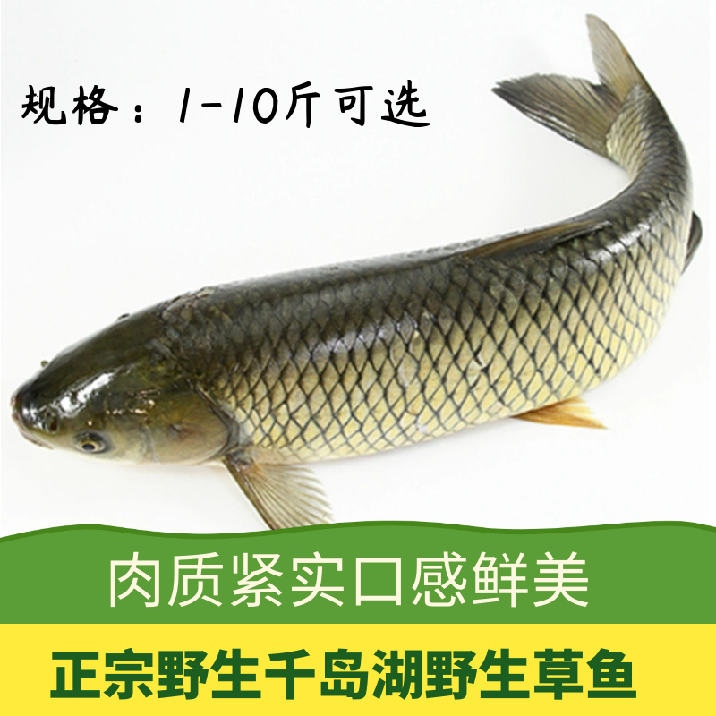 千岛湖也生生态现捕现杀新鲜草鱼皖鱼