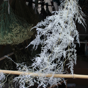 飾插花道具 文竹永生花真花干花線(xiàn)條下垂造型空間感婚慶商業(yè)店鋪裝