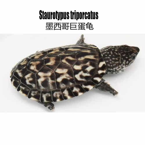 【墨西哥蛋龟】巨头蛋龟麝香蛋龟深水龟活体龟精品高端蛋龟养殖场