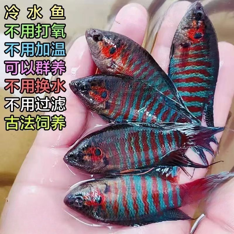 中国斗鱼活体普叉不换水好养耐活观赏鱼旁皮婆淡冷水包损包活金鱼