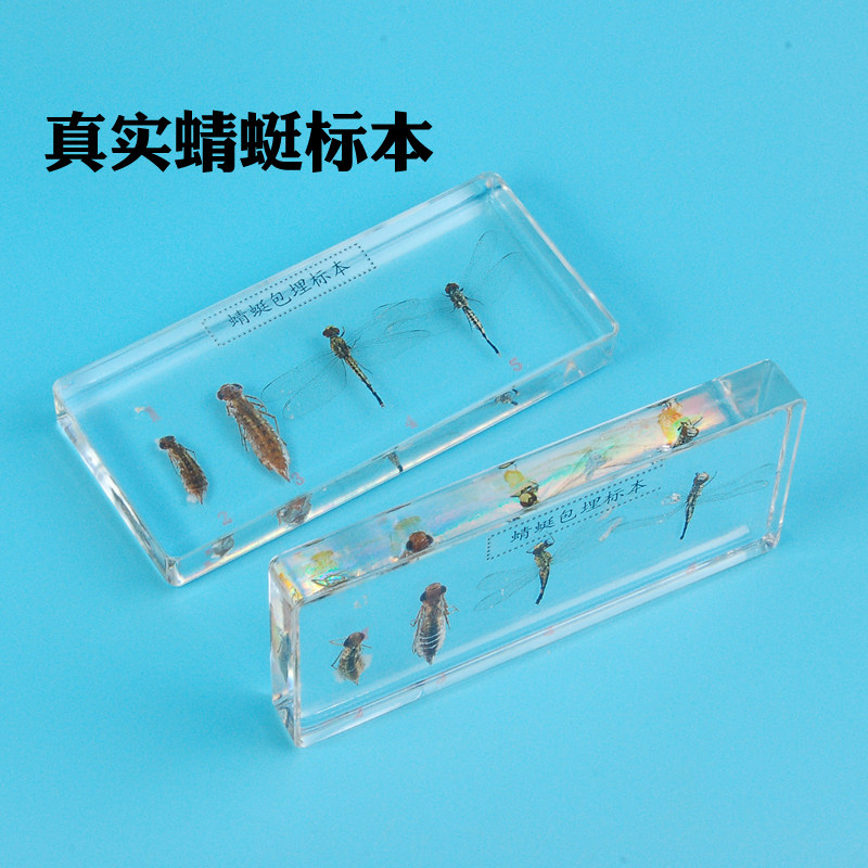 梦天才儿童认知幼儿教学包埋蜻蜓教学仪器/实验器材