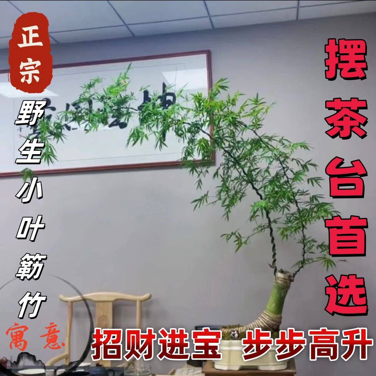 立春冲量小叶簕竹乐竹根苗室内外竹子盆栽室内荆疙瘩盆景