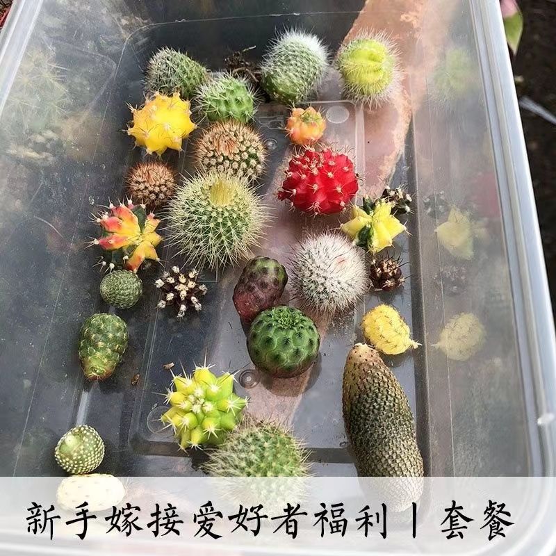 彩色仙人球丨仙人柱仙人掌嫁接组合盆栽多肉植物三角柱嫁接侧芽