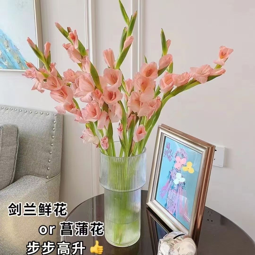 剑兰鲜花水培鲜切花唐菖蒲广州家庭基地直批直发客厅插花同城速递