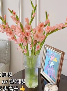 剑兰鲜花水培鲜切花唐菖蒲广州家庭基地直批直发客厅插花同城速递