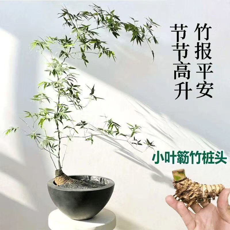 小叶簕竹盆景竹头簕竹老桩富贵竹绿植盆栽室内好养风水竹盆景