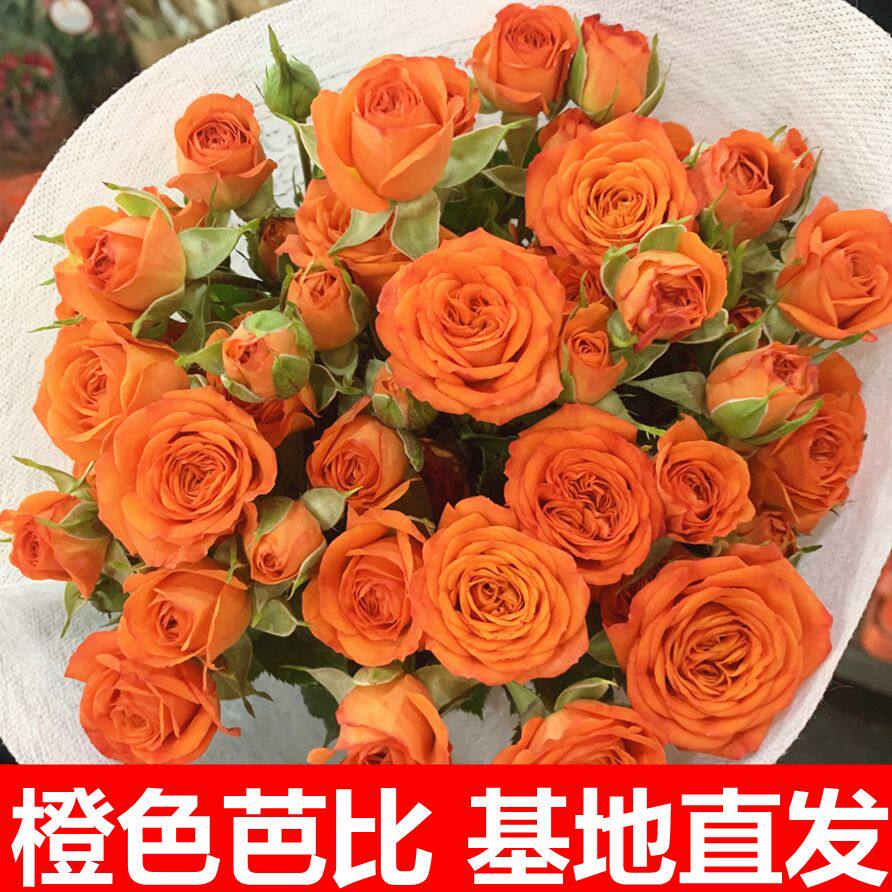 苏菲宝贝多头玫瑰泡泡瑰云南昆明基地直发鲜花水养百合家庭情人节