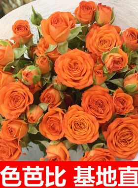 苏菲宝贝多头玫瑰泡泡瑰云南昆明基地直发鲜花水养百合家庭情人节