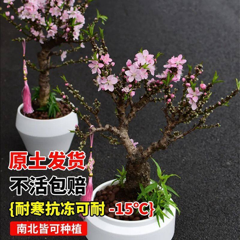 中华寿星桃盆栽老桩室内阳台桃树盆景地栽观赏家种桃花树耐寒好养,鲜花速递/花卉仿真/绿植园艺,国兰/杂交兰/洋兰类,淘宝优惠券,粉丝福利购,淘宝优惠卷