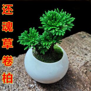 卷柏懒人老桩复活草室内绿植室外四季九死还魂草不死草耐寒绿植