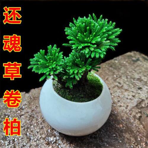 卷柏懒人老桩复活草室内绿植室外四季九死还魂草不死草耐寒绿植