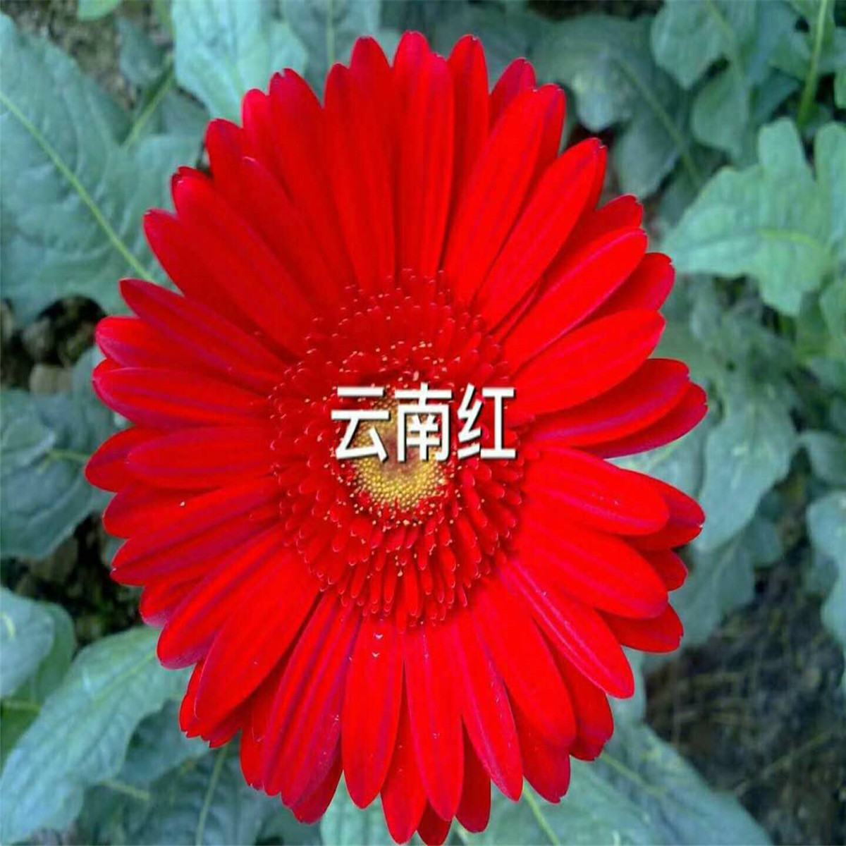 云南红白马王子1000棵顺丰非洲菊