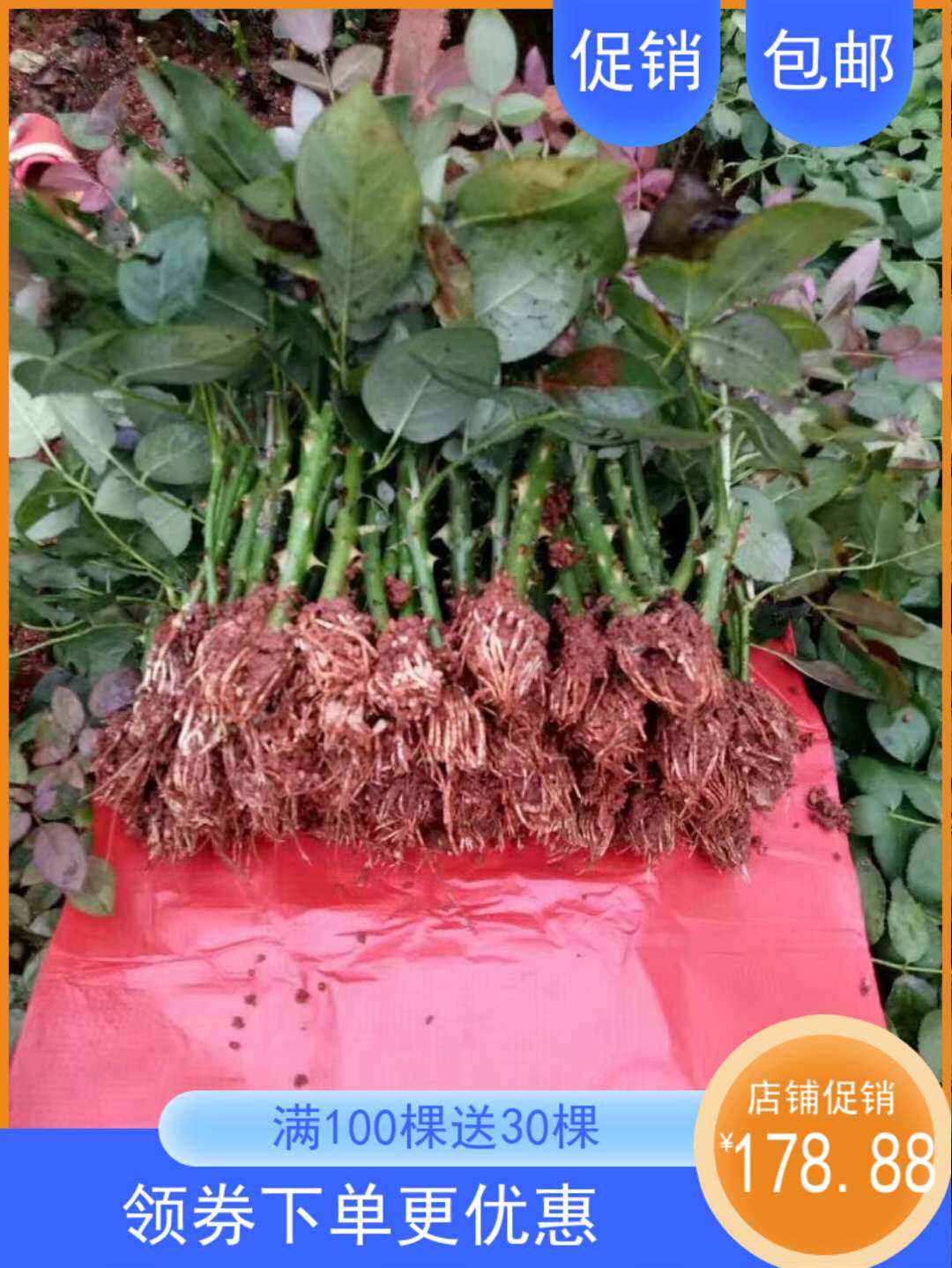 各色系玫瑰花苗月季苗种苗 裸根扦插苗 切花 满200颗 包邮 可混批