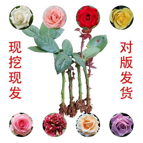 云南基地扦插玫瑰爬藤月季小苗